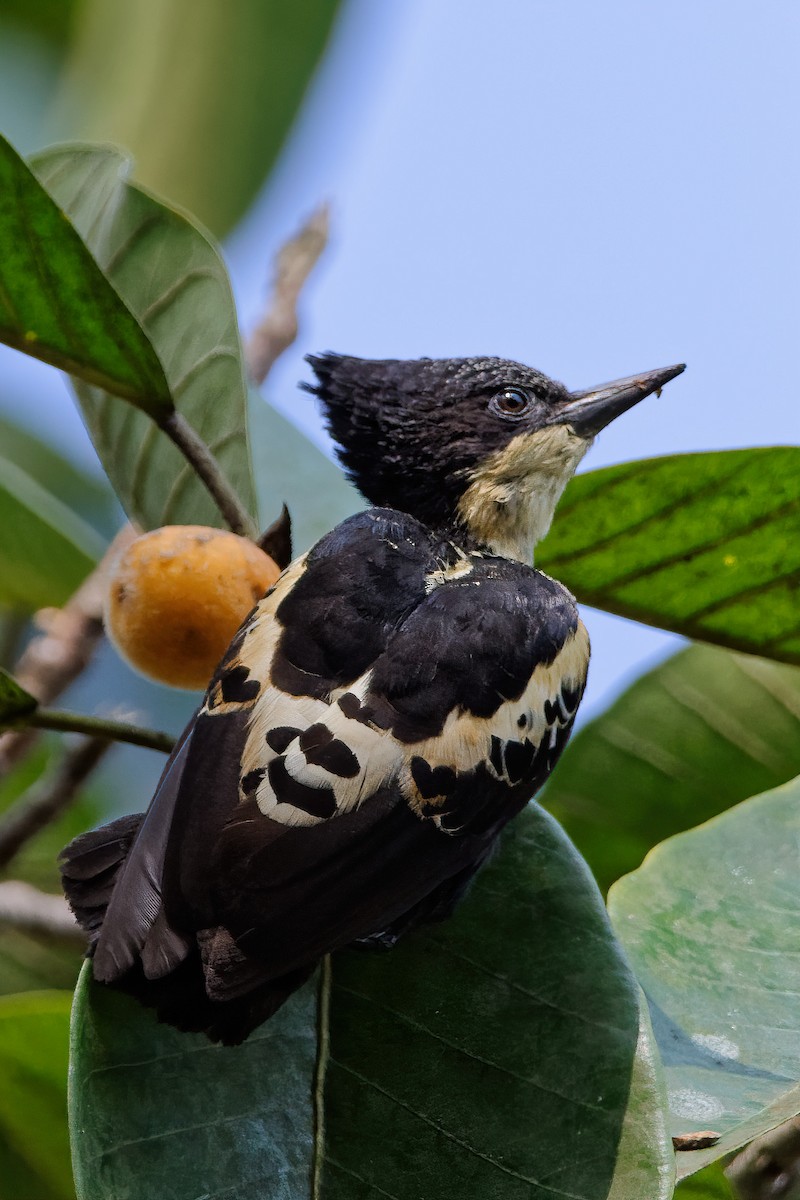 Heart-spotted Woodpecker - Debasish Tapna