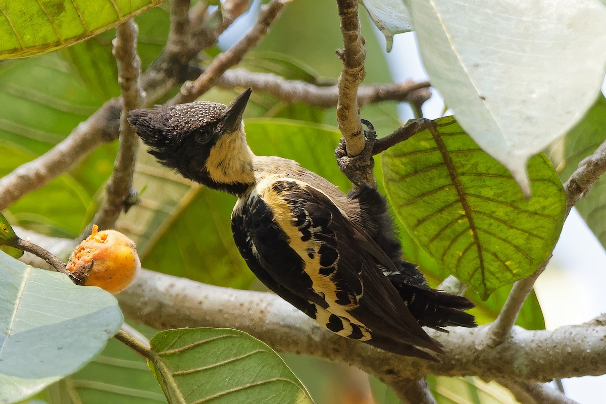 Heart-spotted Woodpecker - Debasish Tapna