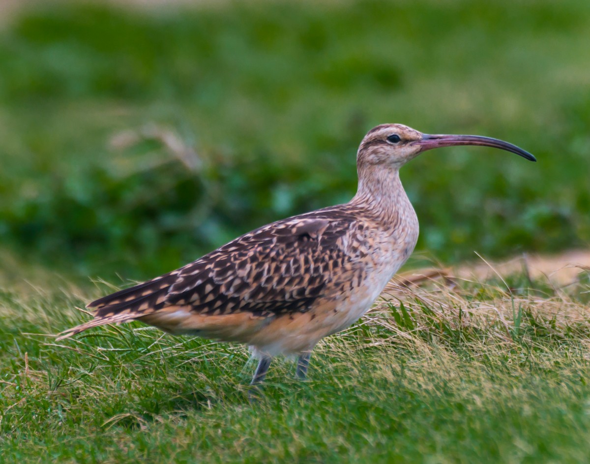 Bristle-thighed Curlew - ML194434401