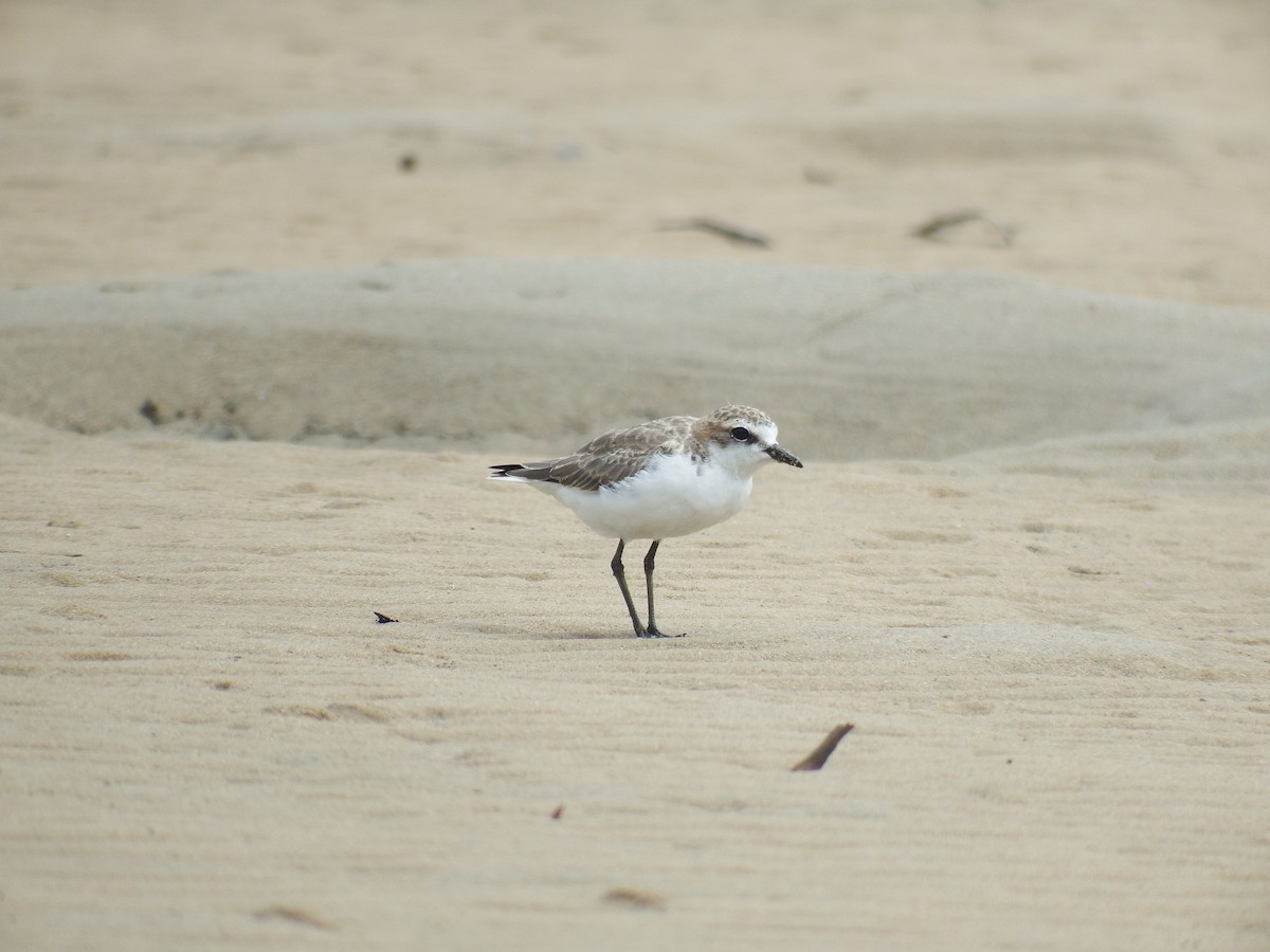 Red-capped Plover - ML194438041