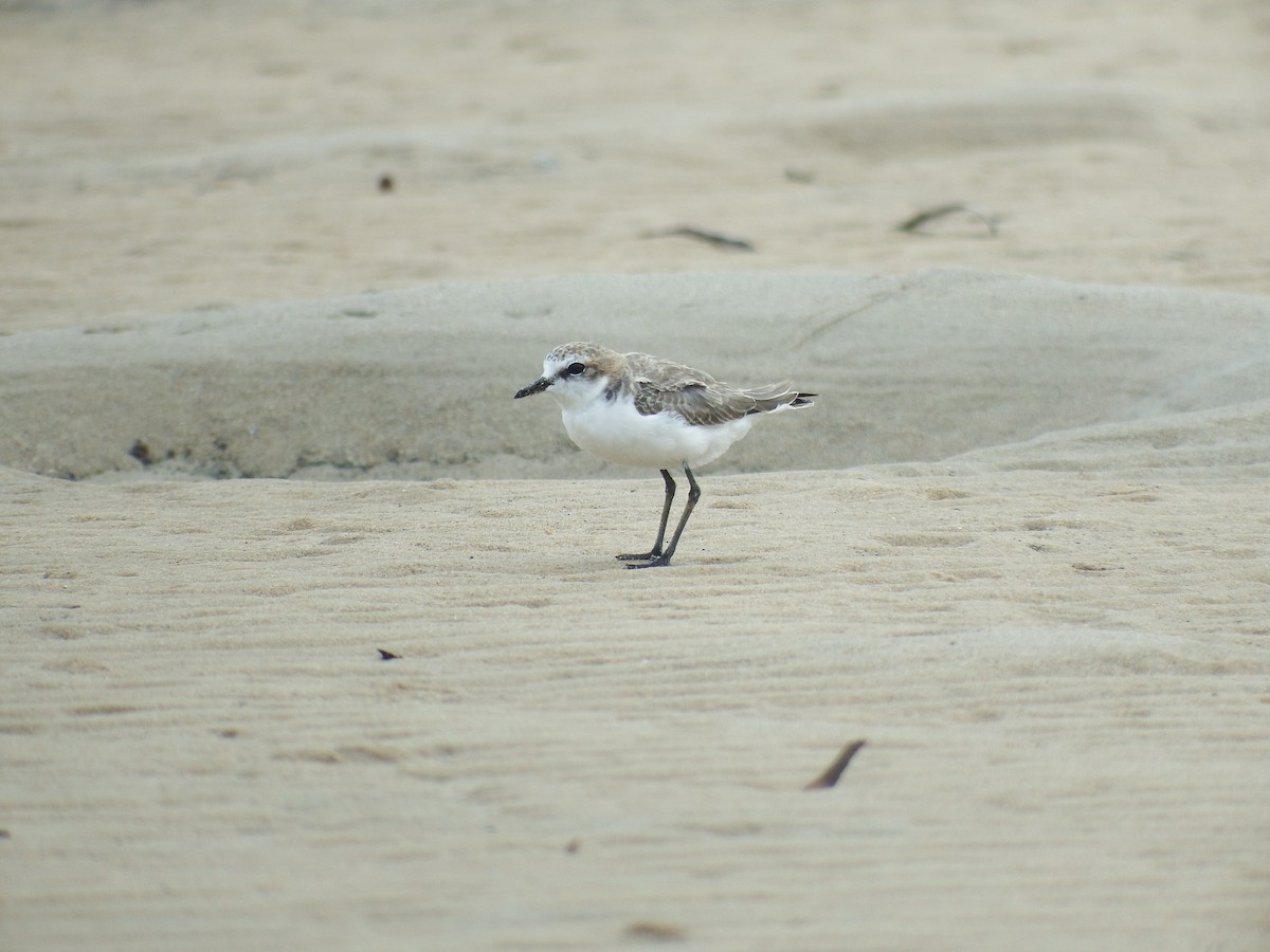 Red-capped Plover - ML194438061