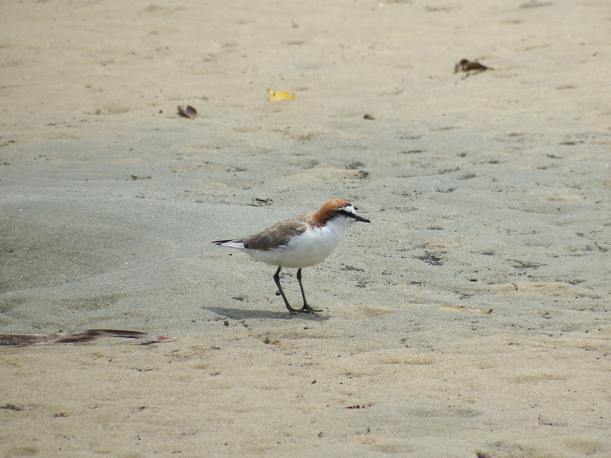 Red-capped Plover - ML194438091