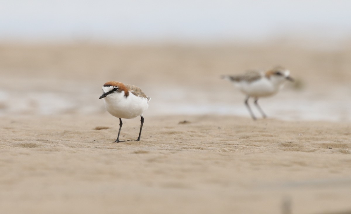 Red-capped Plover - ML194438121