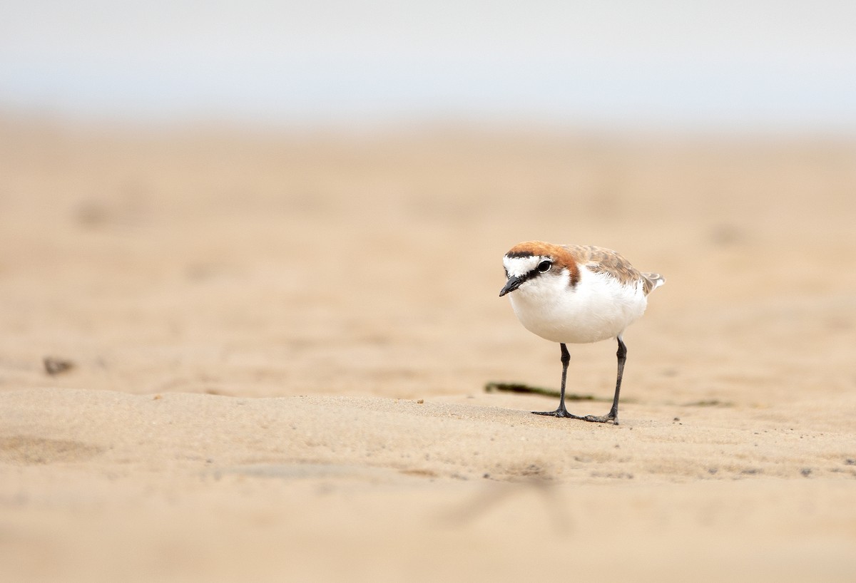 Red-capped Plover - ML194439431