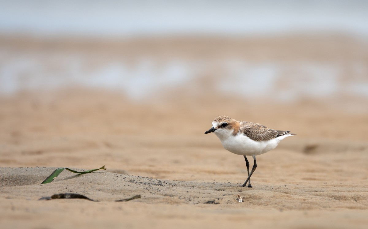 Red-capped Plover - ML194439491