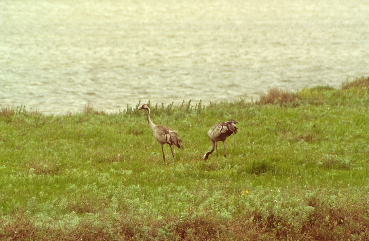 Common Crane - Theodosis Mamais