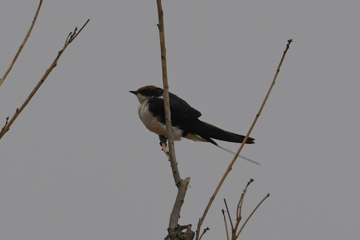 Wire-tailed Swallow - ML194441971