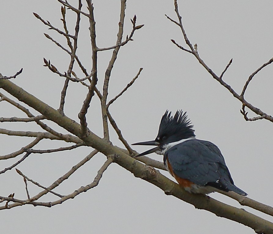 Belted Kingfisher - ML194442531