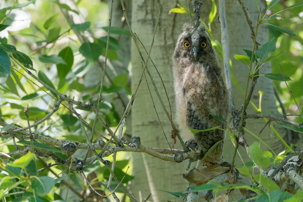 Long-eared Owl - ML194444281
