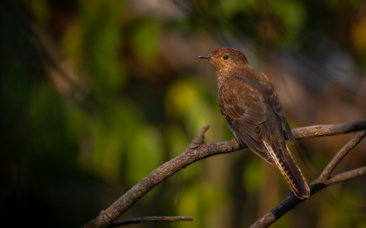 Fan-tailed Cuckoo - Thomas McPherson