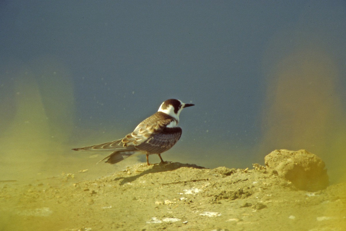 Black Tern - Theodosis Mamais