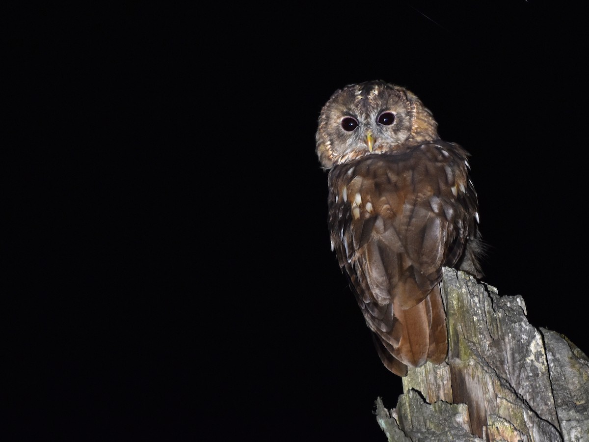 Tawny Owl - ML194448381