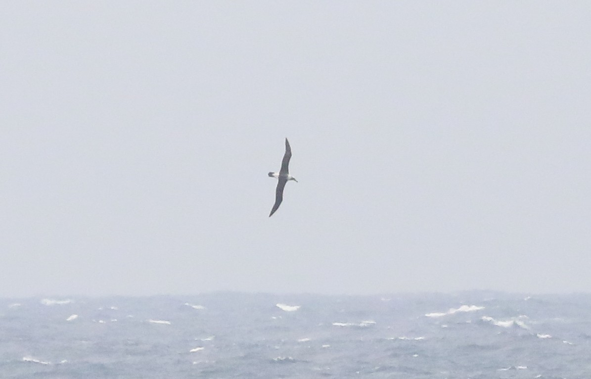White-capped Albatross - Martin Allen