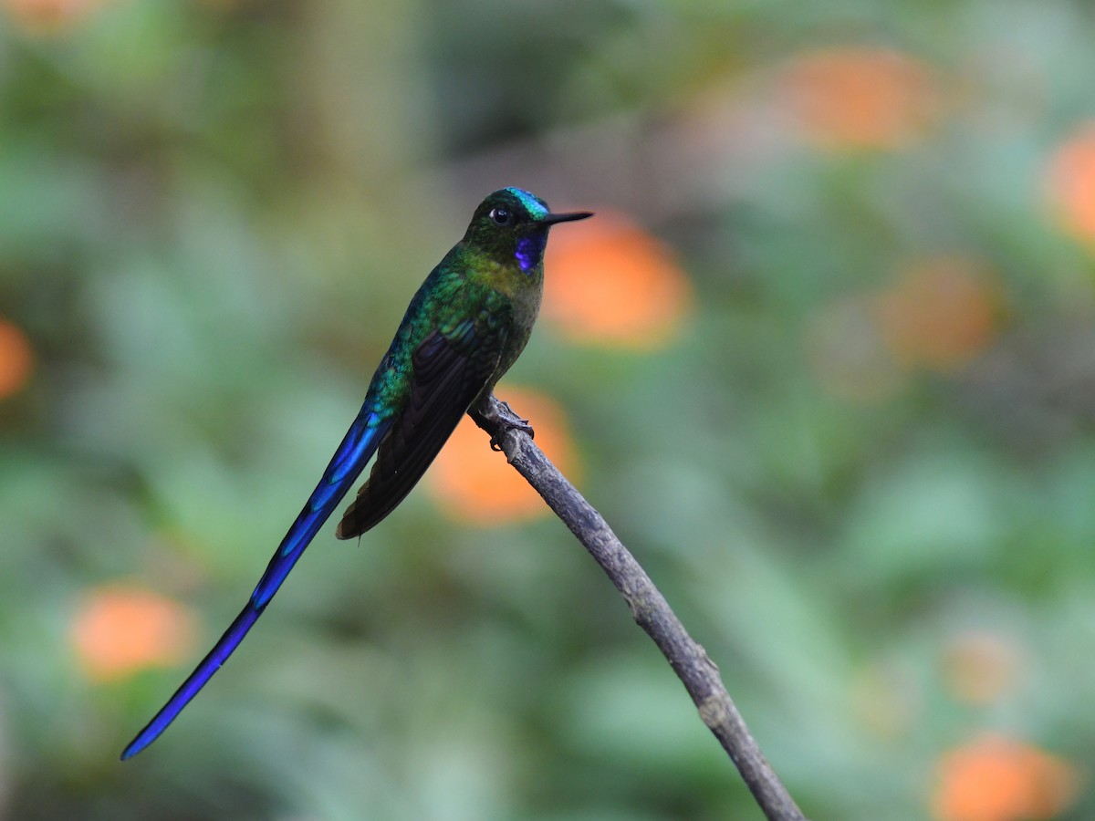 Violet-tailed Sylph - ML194462821