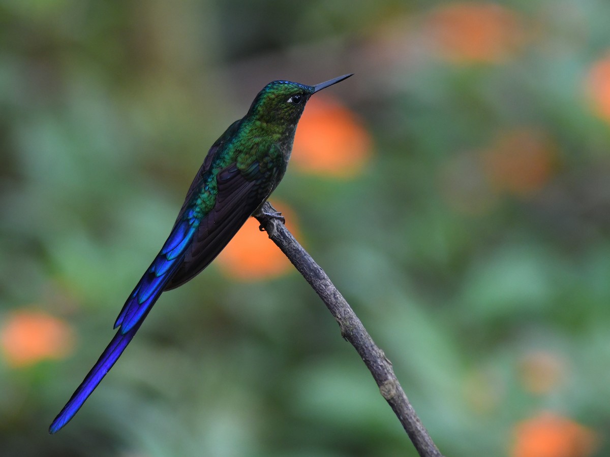 Violet-tailed Sylph - ML194462891