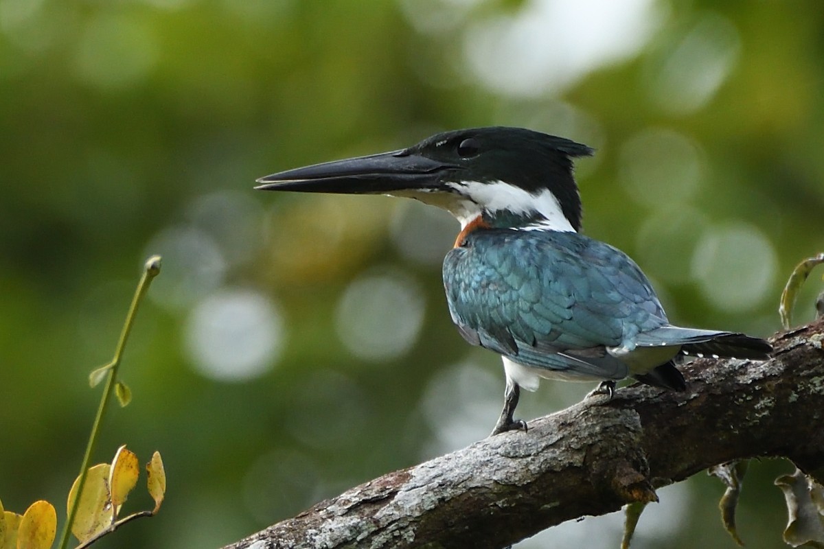 Amazon Kingfisher - Camilo Zabala