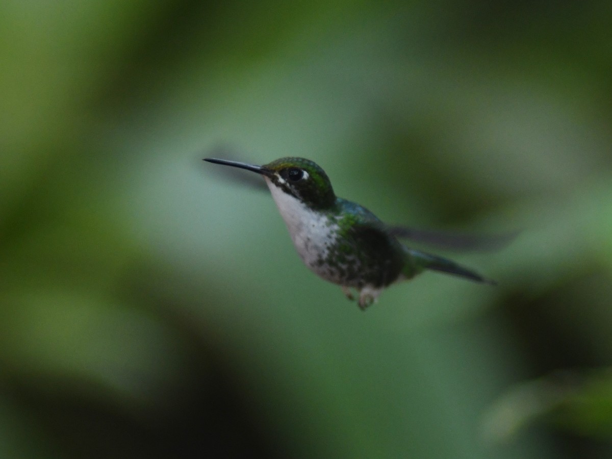 White-booted Racket-tail - ML194464941