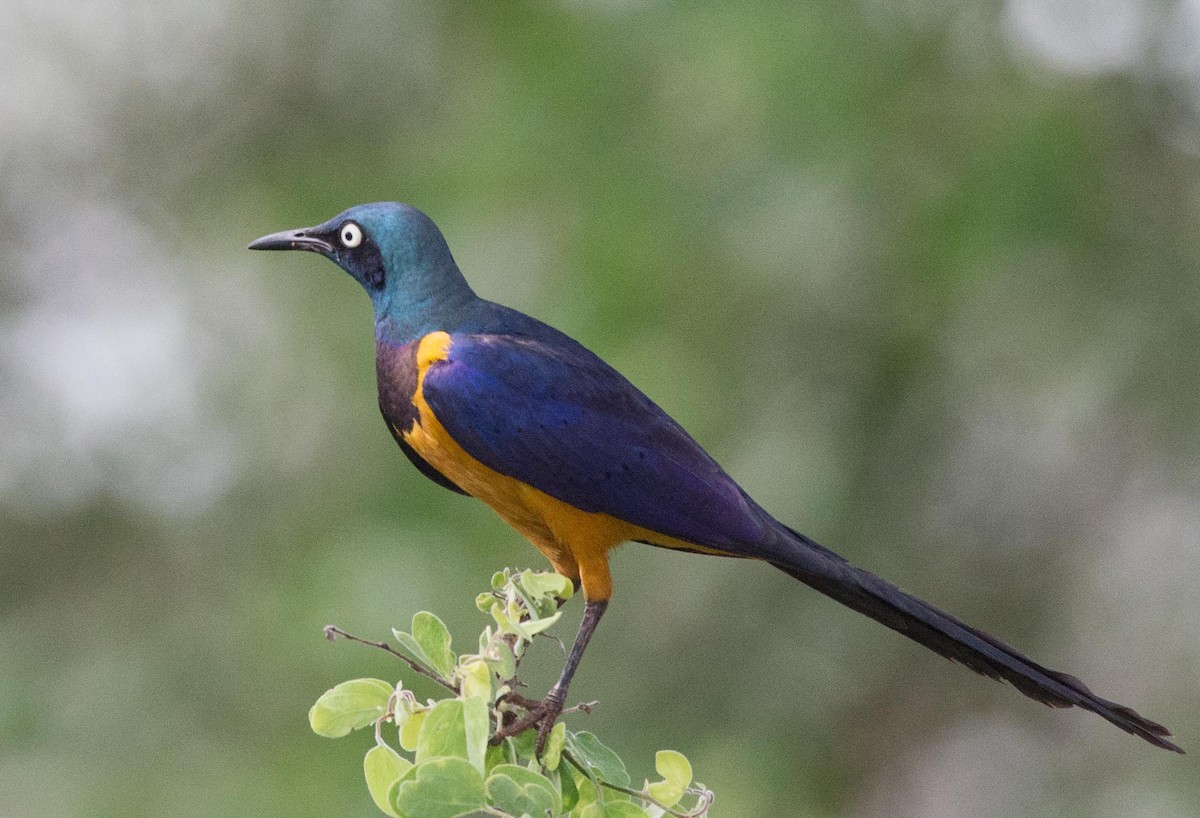 Golden-breasted Starling - ML194465241