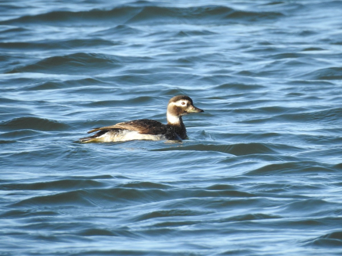 Long-tailed Duck - Martin Rheinheimer