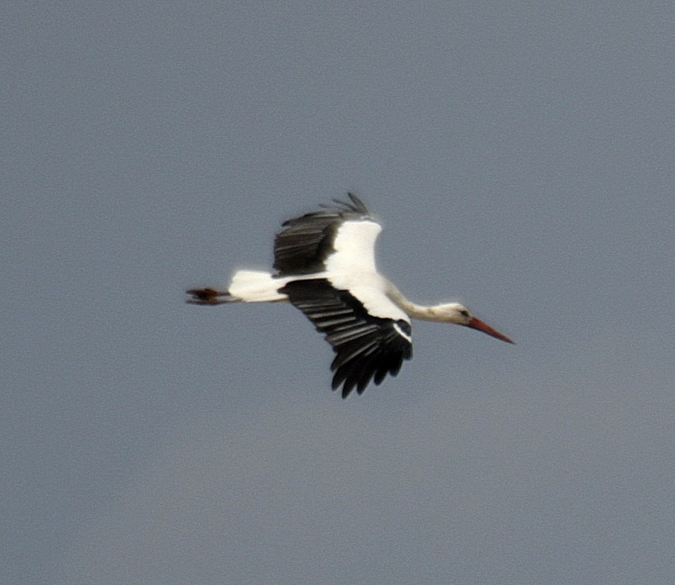White Stork - Daniel Murphy