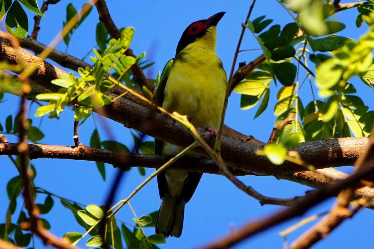 Australasian Figbird - Tad Blank