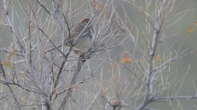 Rufous-crowned Sparrow - ML194476481