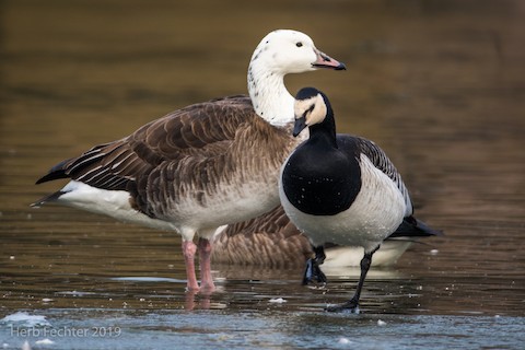 Canada goose web outlet interface