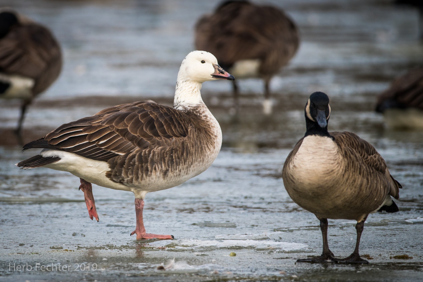 Snow x Canada Goose (hybrid) - Herbert Fechter