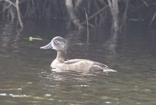 Ring-necked Duck, ML194479151