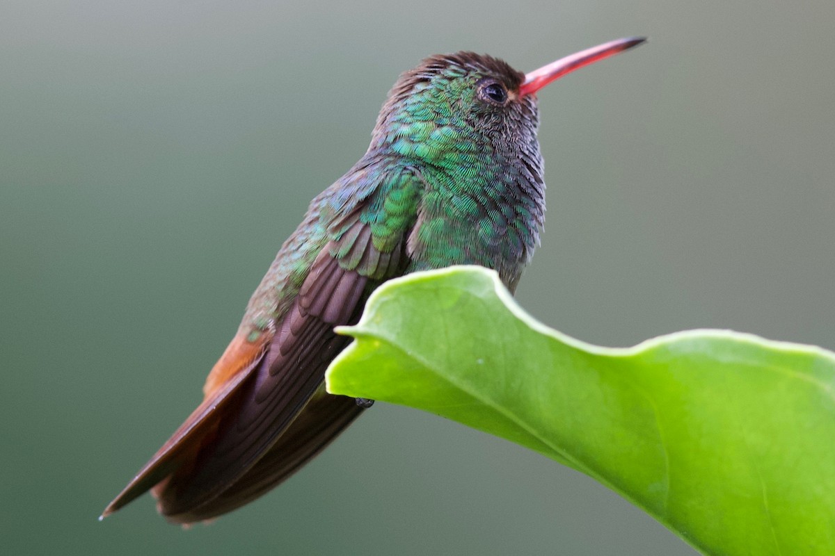 Rufous-tailed Hummingbird - Tom McIntosh