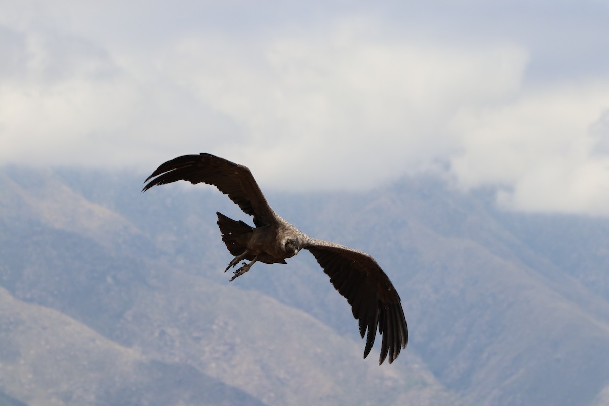 Andean Condor - ML194485041