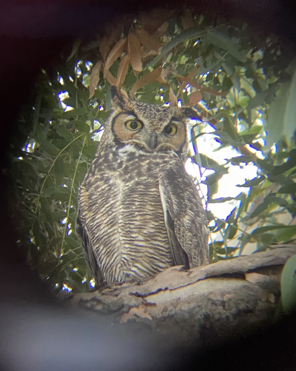 Great Horned Owl - ML194485881