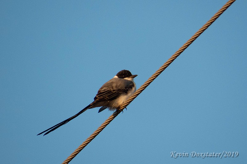 Fork-tailed Flycatcher - Kevin Doxstater