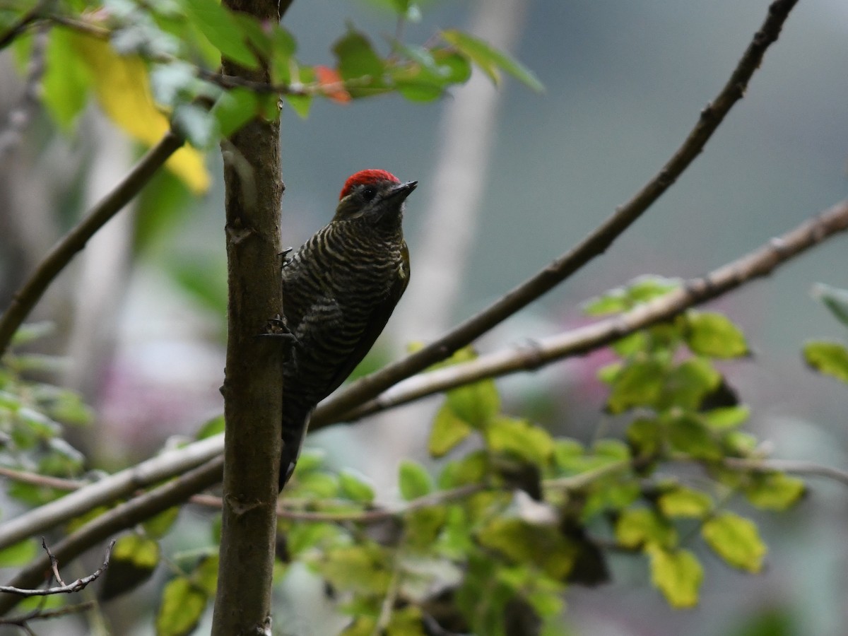 Bar-bellied Woodpecker - ML194492181