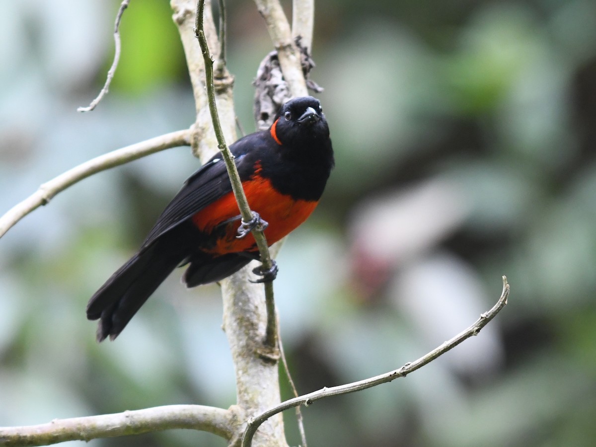 Scarlet-bellied Mountain Tanager - ML194494881