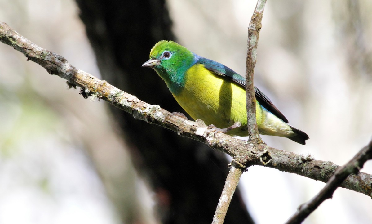 Blue-naped Chlorophonia - Oliver  Metcalf