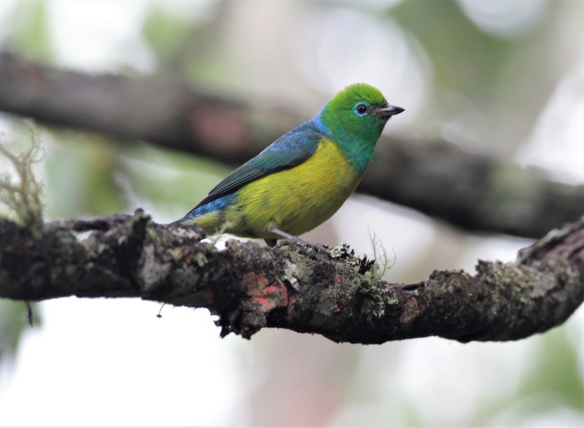 Blue-naped Chlorophonia - Oliver  Metcalf