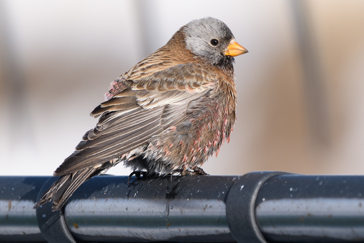 Gray-crowned Rosy-Finch - ML194500621