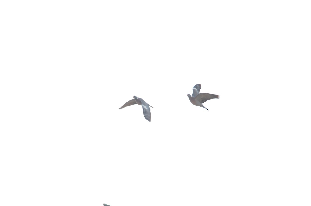 Pigeon ramier - ML194500741