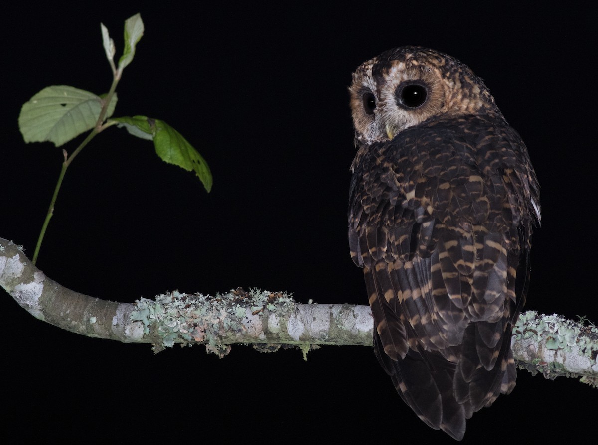 Rufous-banded Owl - ML194501491