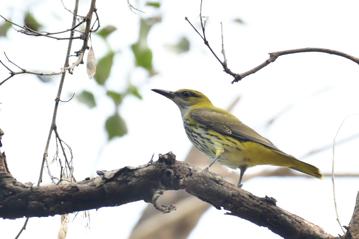 Indian Golden Oriole - ML194503221