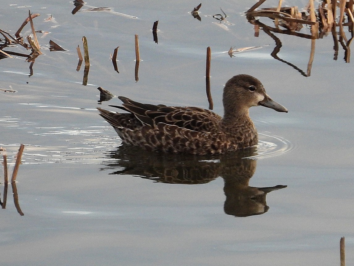 Blue-winged Teal - ML194506161