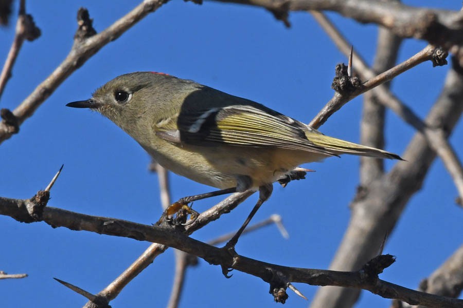 Ruby-crowned Kinglet - Troy Hibbitts