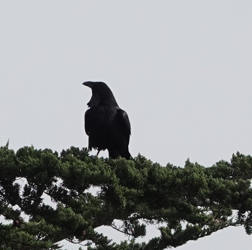 Common Raven - Ann Nightingale