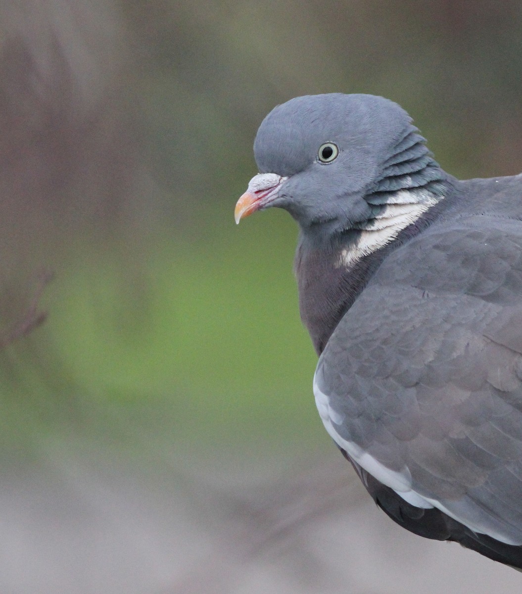 Common Wood-Pigeon - Jacob Spinks