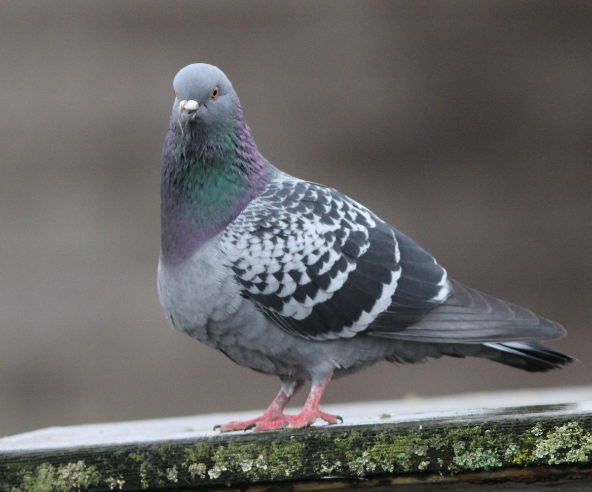 Rock Pigeon (Feral Pigeon) - ML194513441
