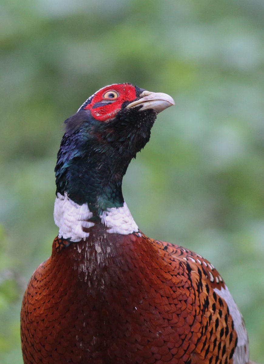 Ring-necked Pheasant - ML194513501