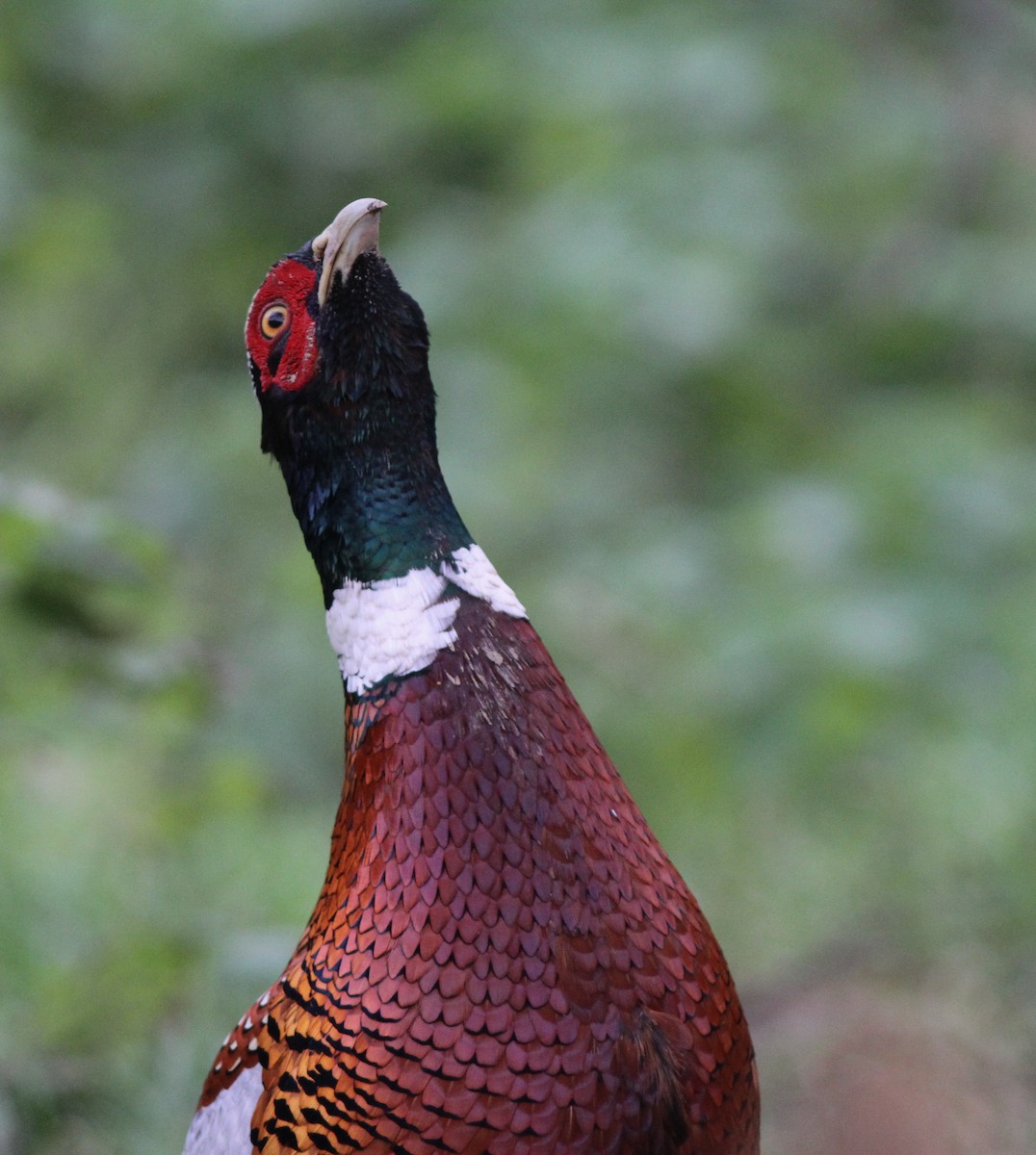 Ring-necked Pheasant - ML194513571