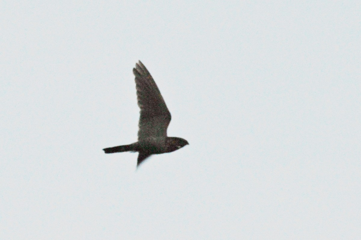 Band-tailed Nighthawk - ML194516381
