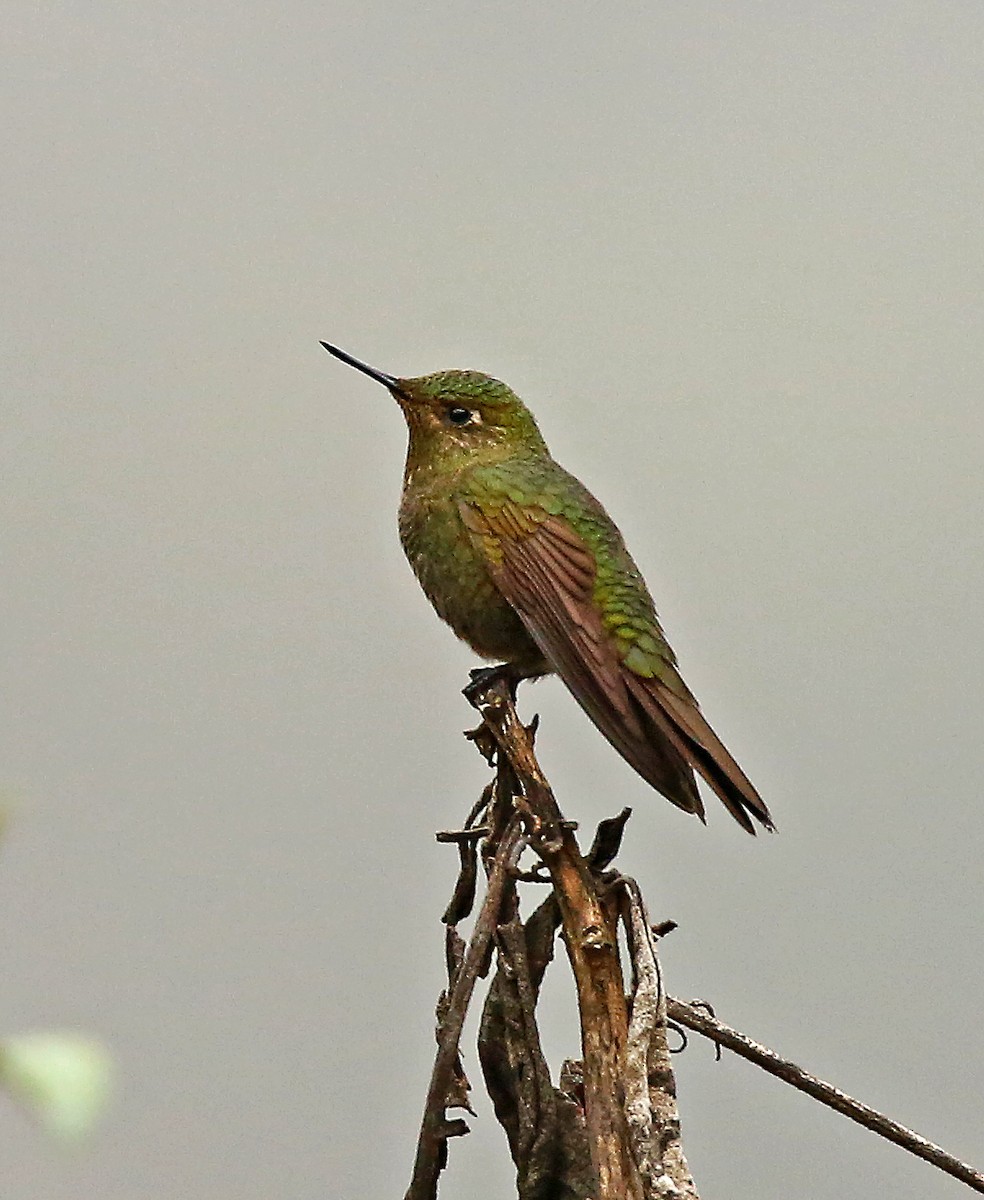 Fire-throated Metaltail - ML194516561